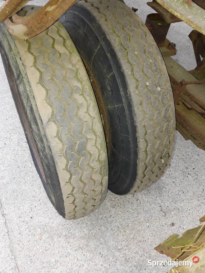 Dłużyca kłonicowa Kopalina sprzedam