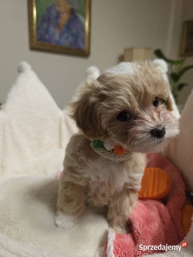 Maltipoo suczka mini xxs Poznań