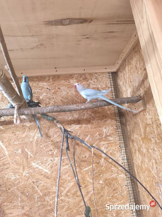 Aleksandretty obrożne parka 2022 Rostarzewo