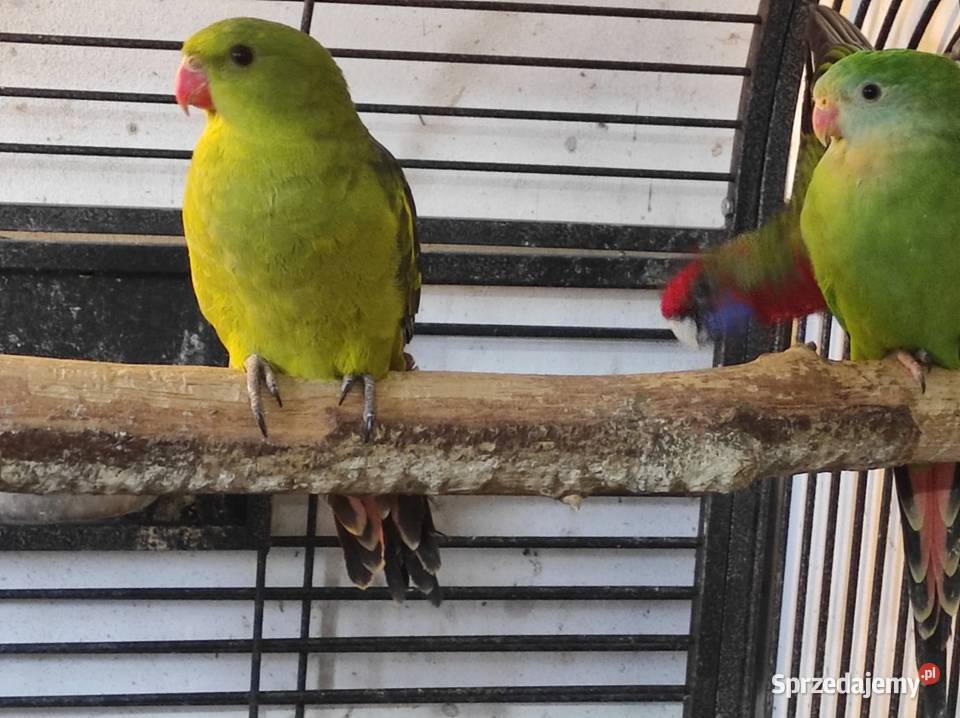 Rozella królewska samiec czerwony Rębków