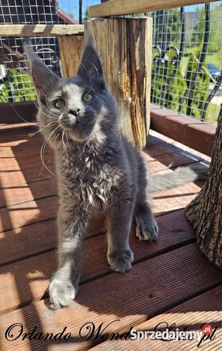 Niebieski Maine Coon FPL pomorskie