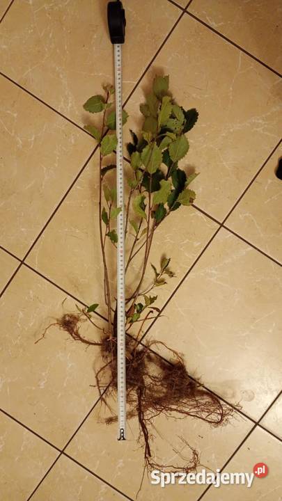 Aronia 2letnia Głowaczów sprzedam