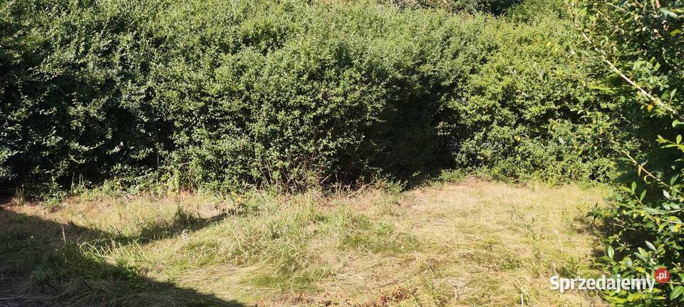 Na sprzedaż domek z działką w Rajkowie koło Rajkowo