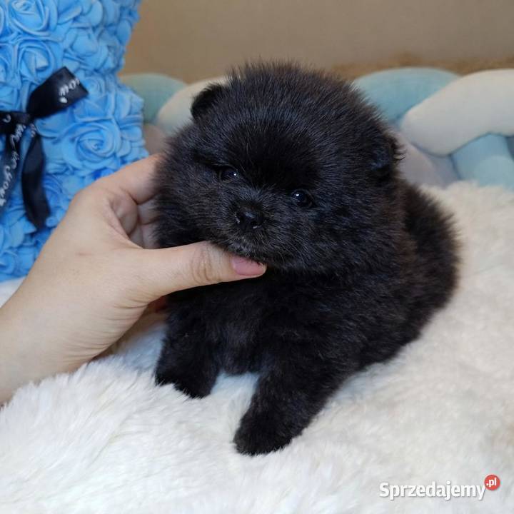 Szpic miniaturowy pomeranian mini czarny piesek mazowieckie Warszawa