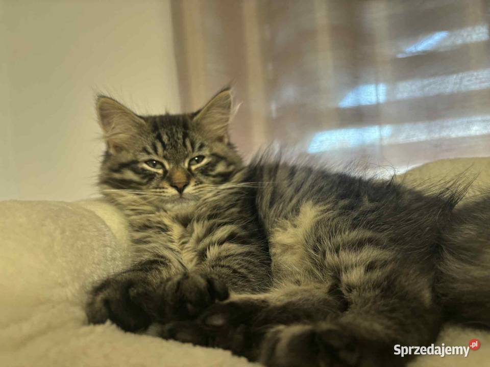 Sprzedam kota syberyjskiego