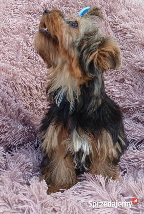 samiec york Yorkshire terier samczyk złoto Rzeszów