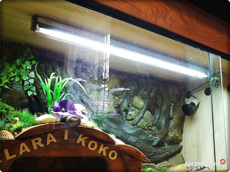 Duże Terrarium z szafką Żółw Grecki i Stepowy z Lubsko sprzedam