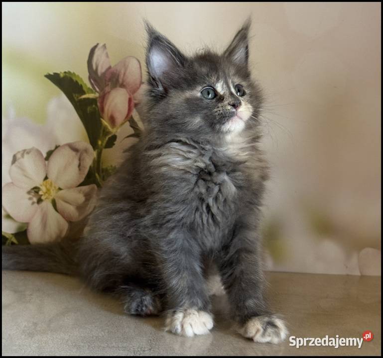 Koteczka Maine Coon Nisan małopolskie Kraków