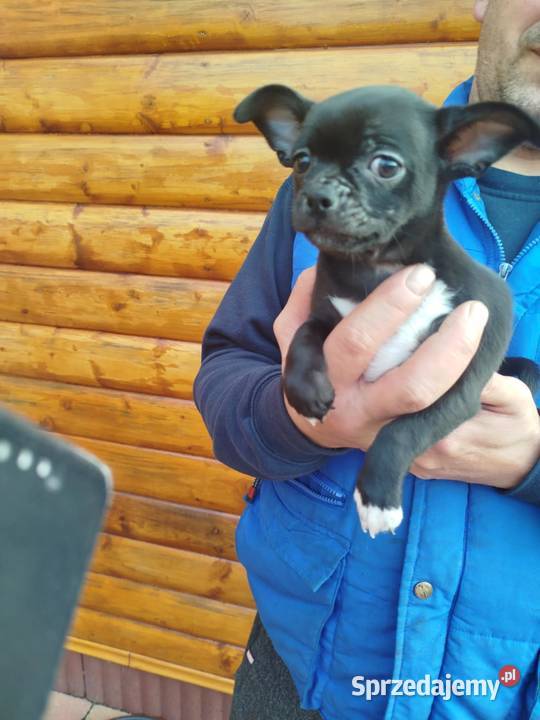 Piesek chihuahua Warszawy mazowieckie sprzedam
