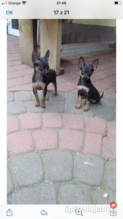 Pinczer miniaturowy szczeniaki pieski i suczki