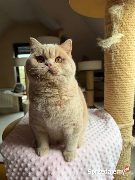 Cudowny kremowy kocurek z legalnej hodowli Perła Południa
