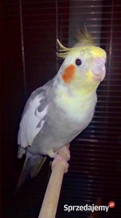 Samiec nimfy młody Ptaki Grudziądz