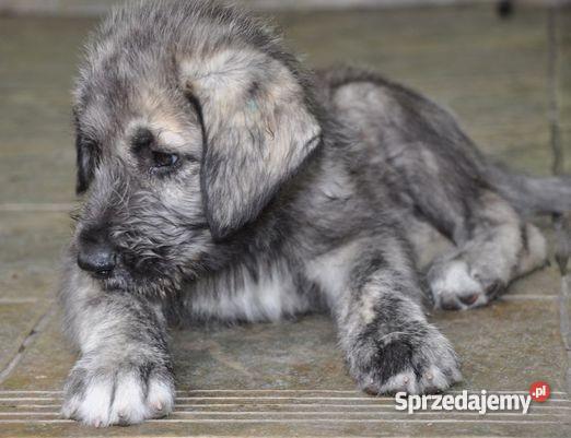 szczeniaki Wilczarz Irlandzki Będzin