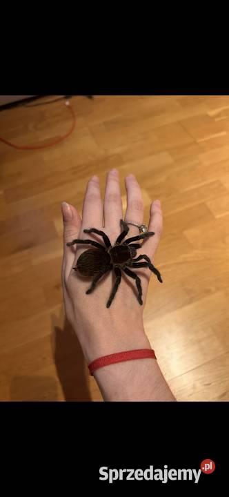 Sprzedam samice Vagansa Kraków sprzedam