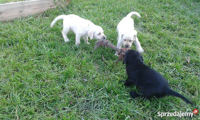 Labrador super szczeniaki z rodowodem ZKwP CH Wadowice