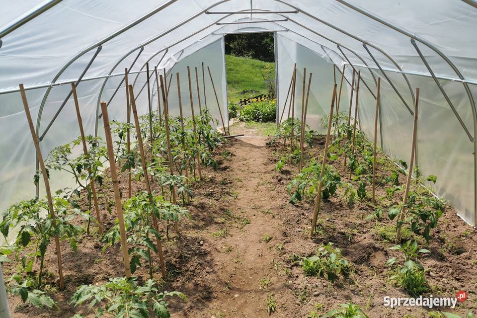 Niemiecka folia ogrodnicza tunelowa UV10 Tunele foliowe Rybnik