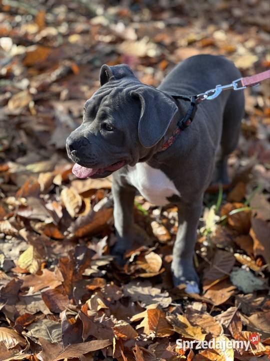 American bully urocza suczka małopolskie Kraków