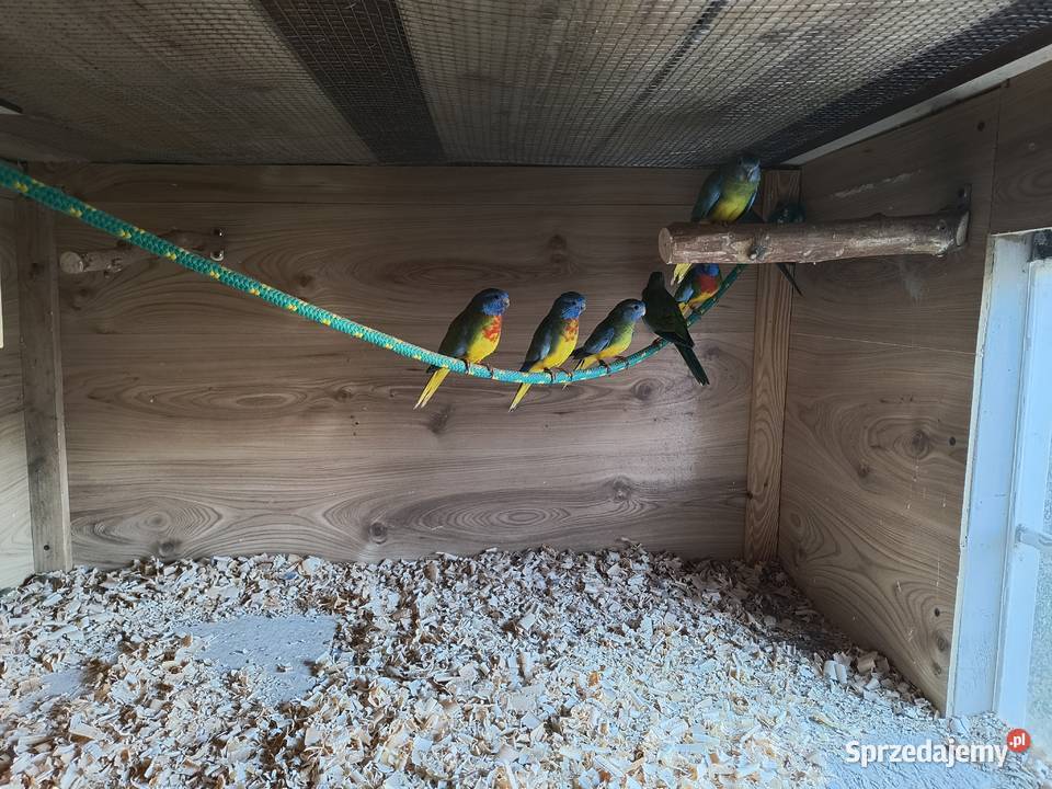 Łąkówki Wspaniałe Gniezno