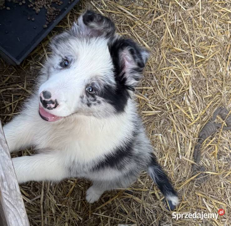BORDER COLLIE SZCZENIAKI Z RODOWODEM gotowe na
