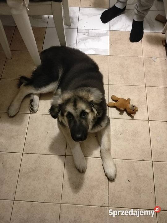 Oddam w ręce mazowieckie Warszawa