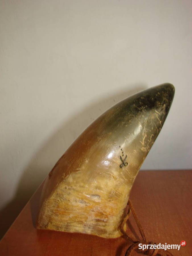 róg do picia Pruszcz Gdański