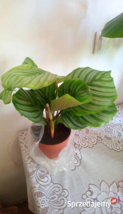 Kwiaty doniczkowe Calathea orbifolia Kalatea