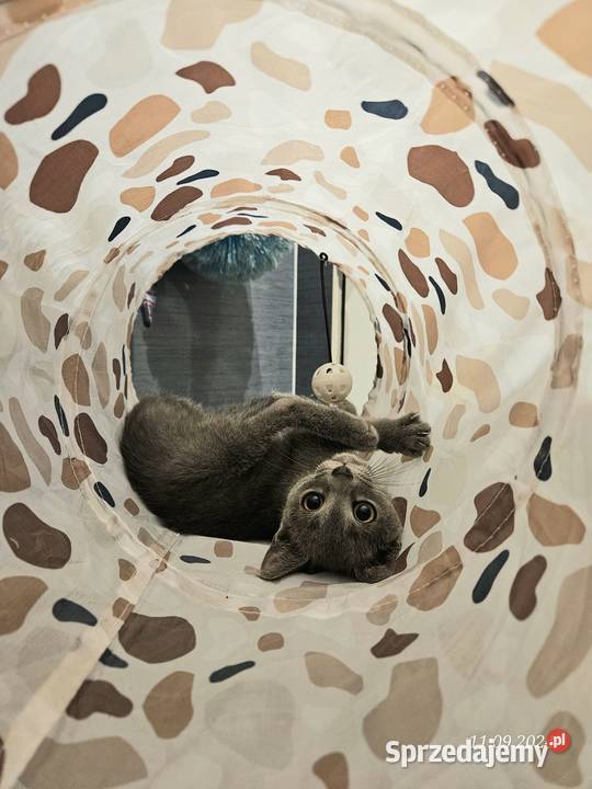 Rosyjski niebiesko kot kotka