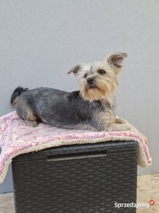 Yorkshire terrier Psary Małe