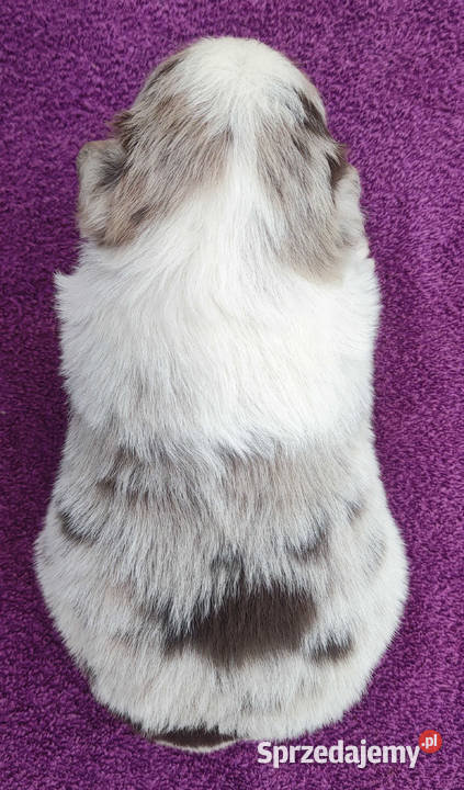 Piękna rasowa suczka Border Collie z pełną dok podkarpackie Iwonicz sprzedam