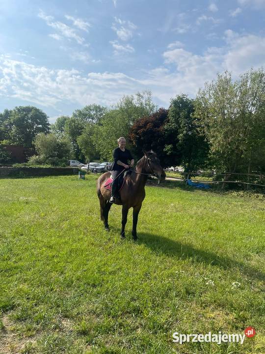 Klacz śląska opolskie Namysłów