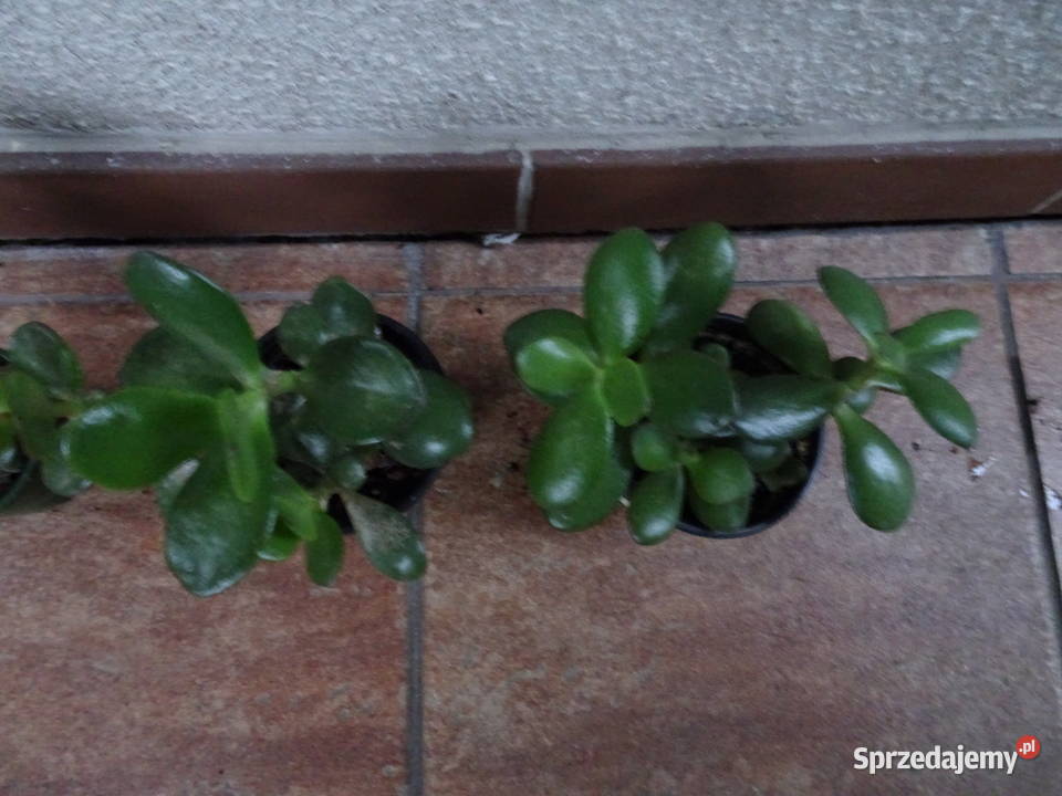 Grubosz crassula drzewko szczęścia Warszawa