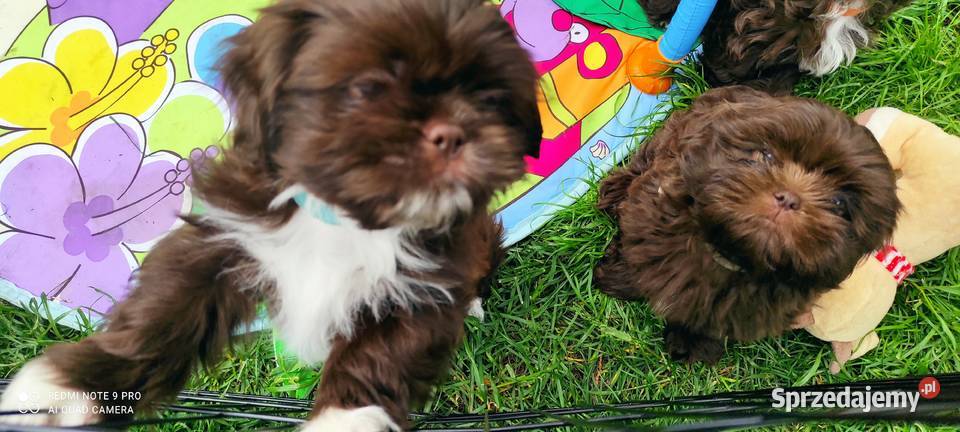 Czekoladowe Shihtzu SWKiPR WKU PPK Łódź sprzedam