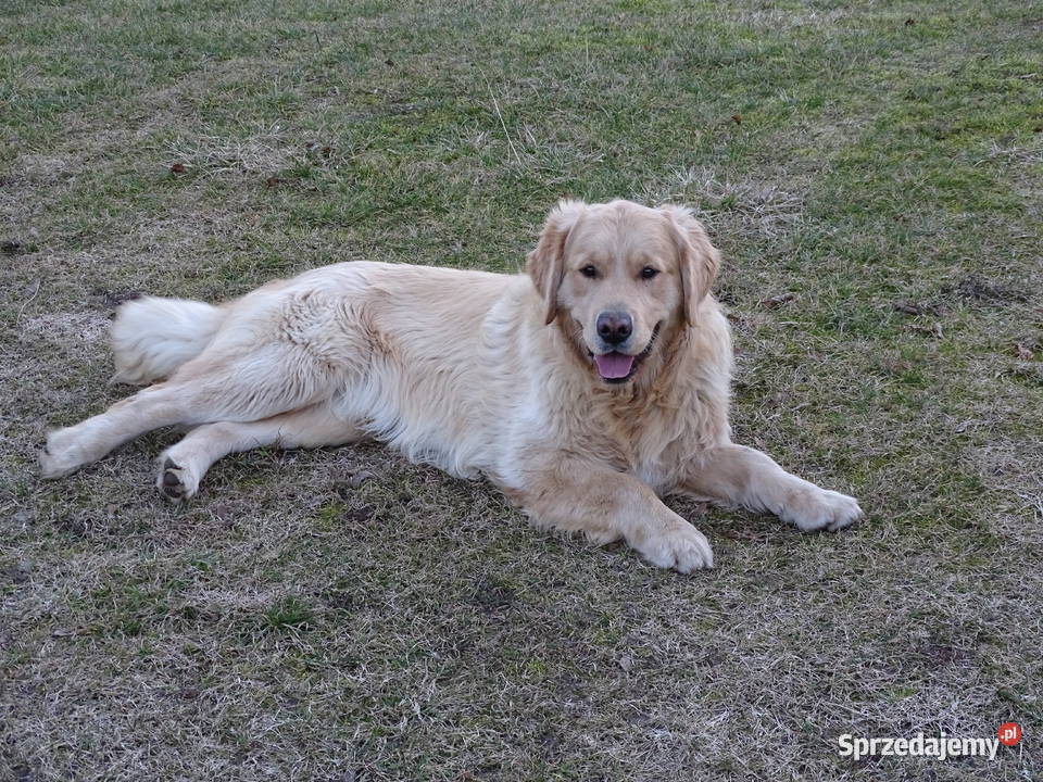 Golden retriever 10 miesięczny Golden Retriever Przysucha