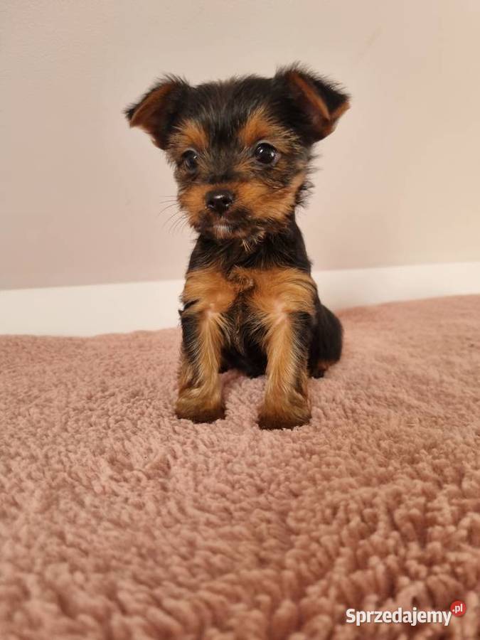 Szczeniaki York Sunia York Klecie