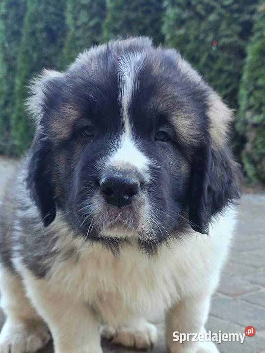 MASTIF PIRENEJSKI ZKWP FCI