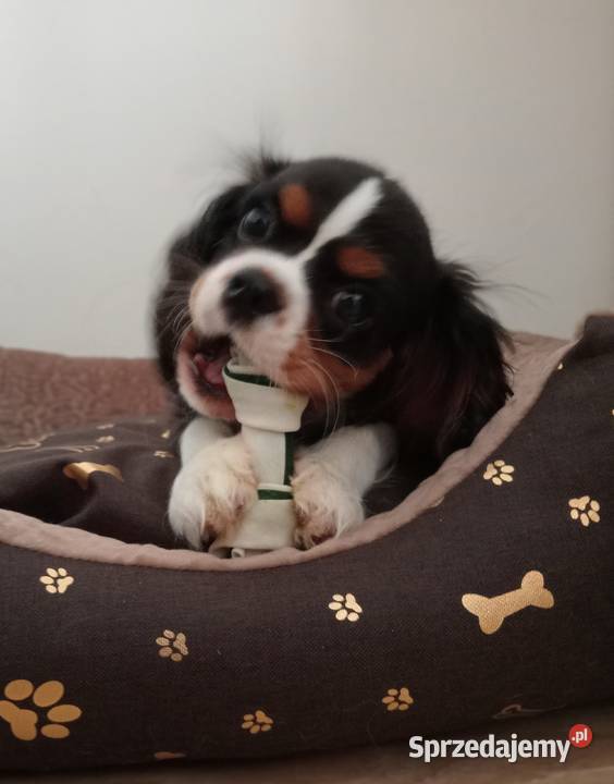 Cavalier King Charles Spaniel piesek Tricolor Częstochowa sprzedam