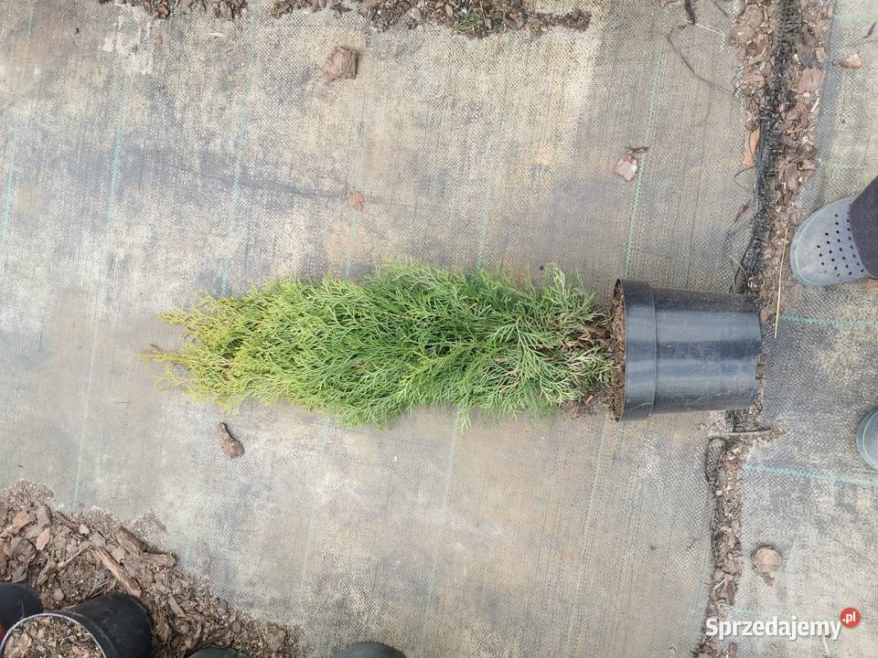 Tuja szmaragd żywotnik smaragd Chrzanowo-Bronisze