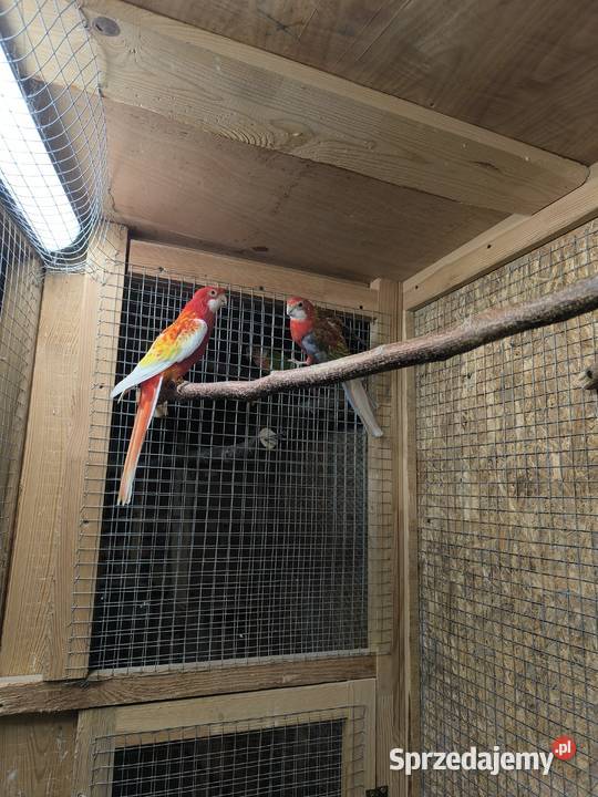 Papugi Rozelle Białolice parka lęgowa rubino Rostarzewo sprzedam