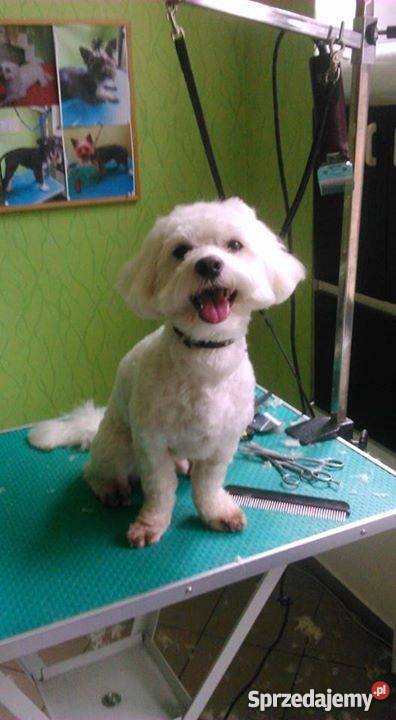 Strzyżenie psów i kotów salon JORUŚ Dla zwierząt Kraków usługi dla zwierząt