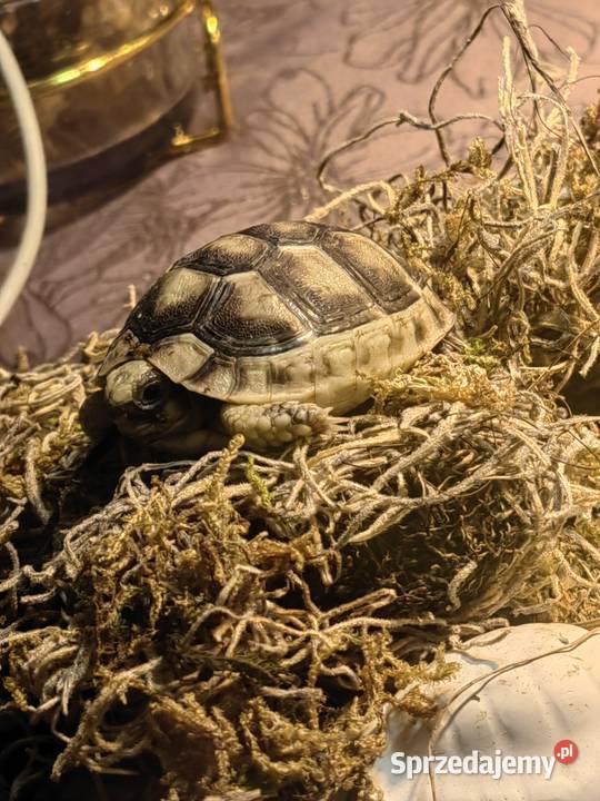 Żółw lądowy grecki dolnośląskie Wrocław