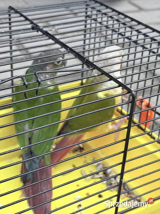 Sprzedam Zduńska Wola