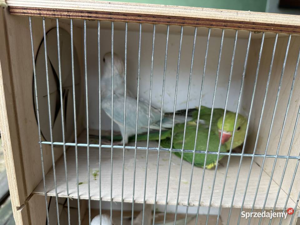 Aleksandretty obrożne śląskie