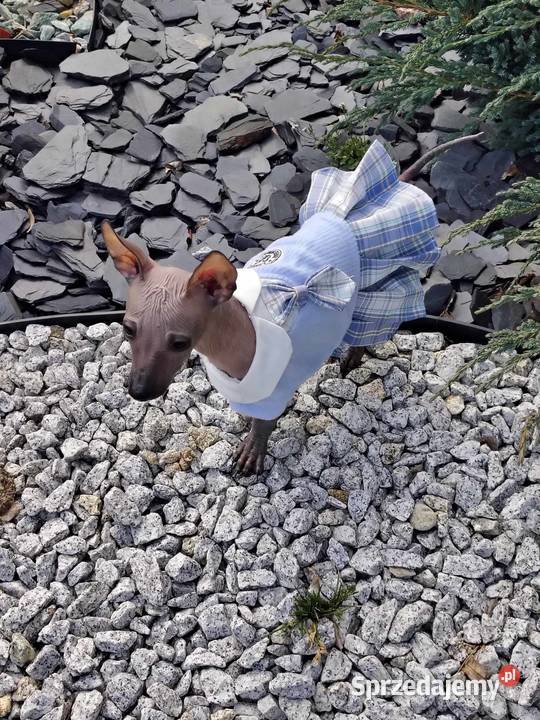 Nagi pies meksykański Radomsko