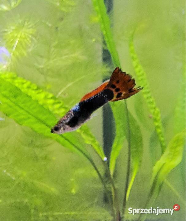 Guppi Samiec Sosnowiec