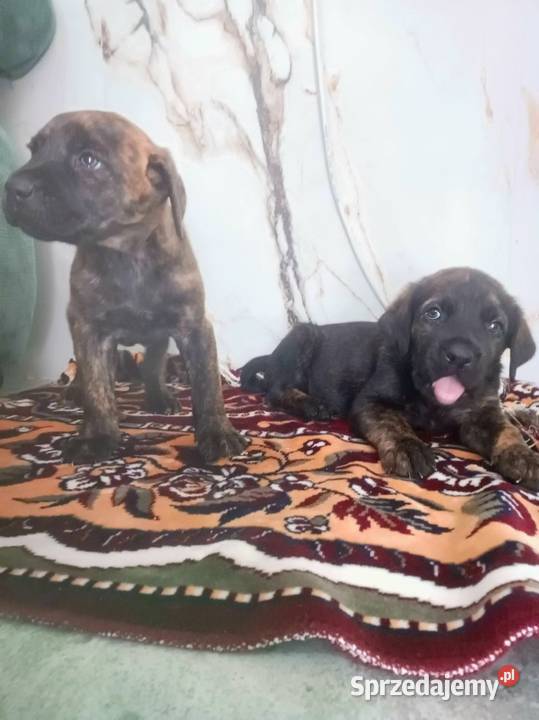 Sprzedam psy rasy cane corso mazowieckie
