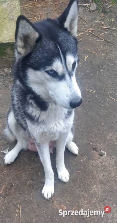 Zapowiedz miotu Husky Reda