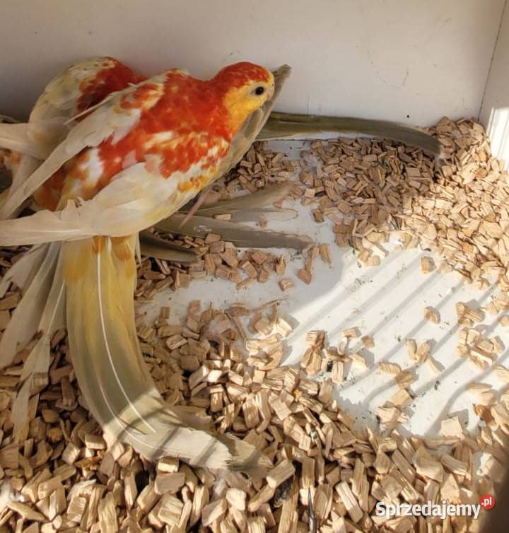 Świergoty Oranżowe