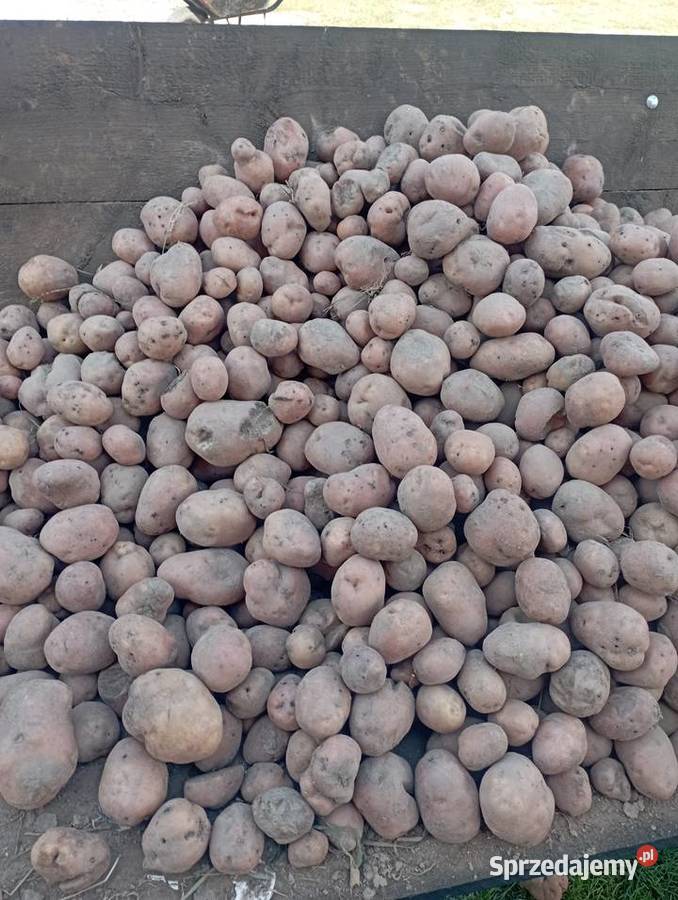 Sprzedam ziemniaki paszowe małopolskie Bochnia