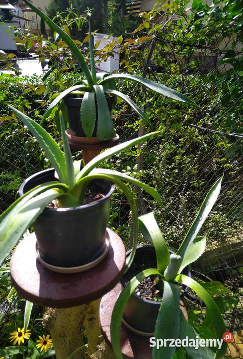 Agawa kaktus x2 duże i mniejsze świetny Przemyśl