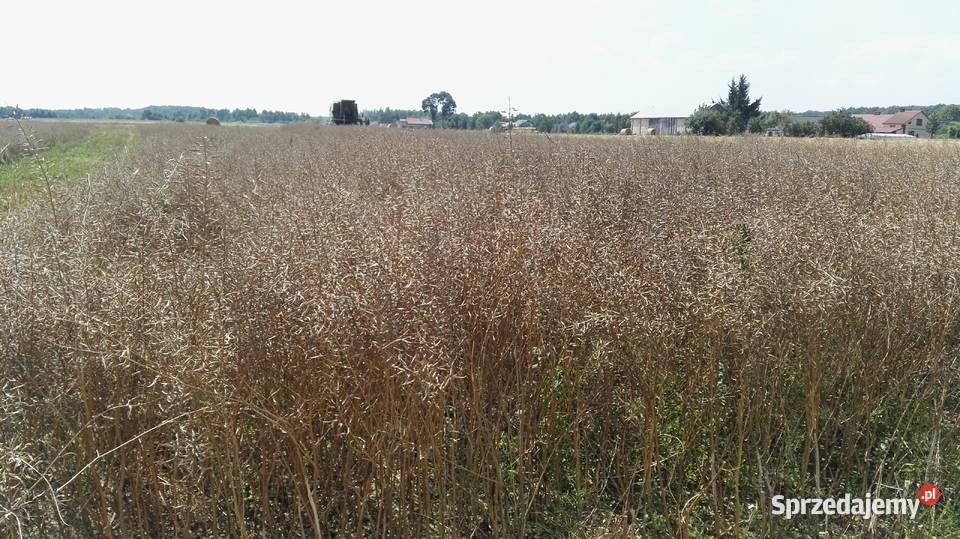 GORCZYCA Maryna zbiór 2020 czysty siew lubelskie Dorohusk